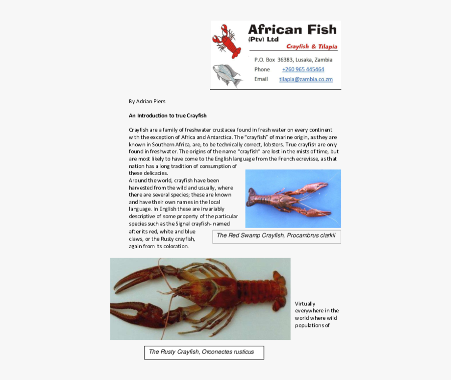 Rusty Crayfish - Insect, Transparent Clipart