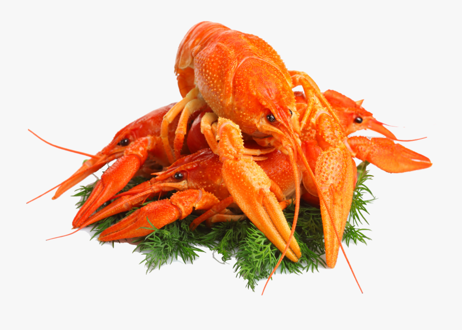 Lobster Png - Crayfish Beer Png, Transparent Clipart