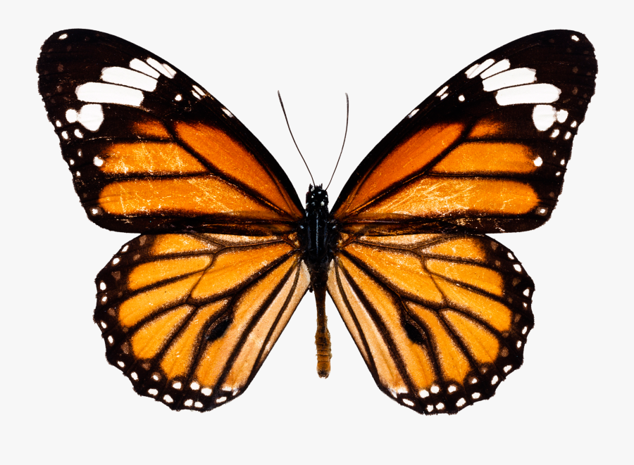 Monarch Butterfly Png - Orange Butterfly White Background, Transparent Clipart