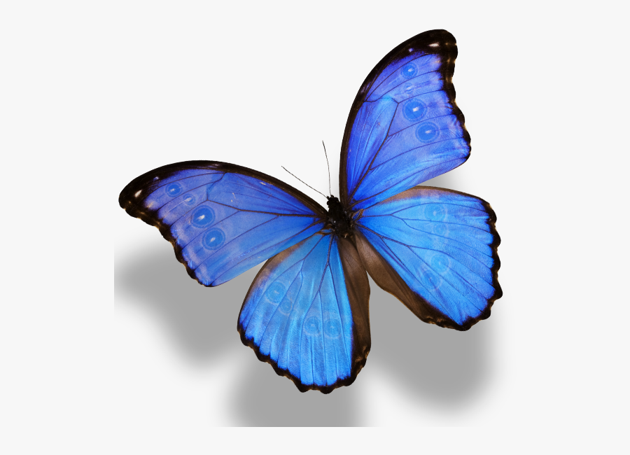 Butterfly Monarch Amathonte Menelaus Morpho Png Image - Blue Morpho Butterfly Clip Aet, Transparent Clipart