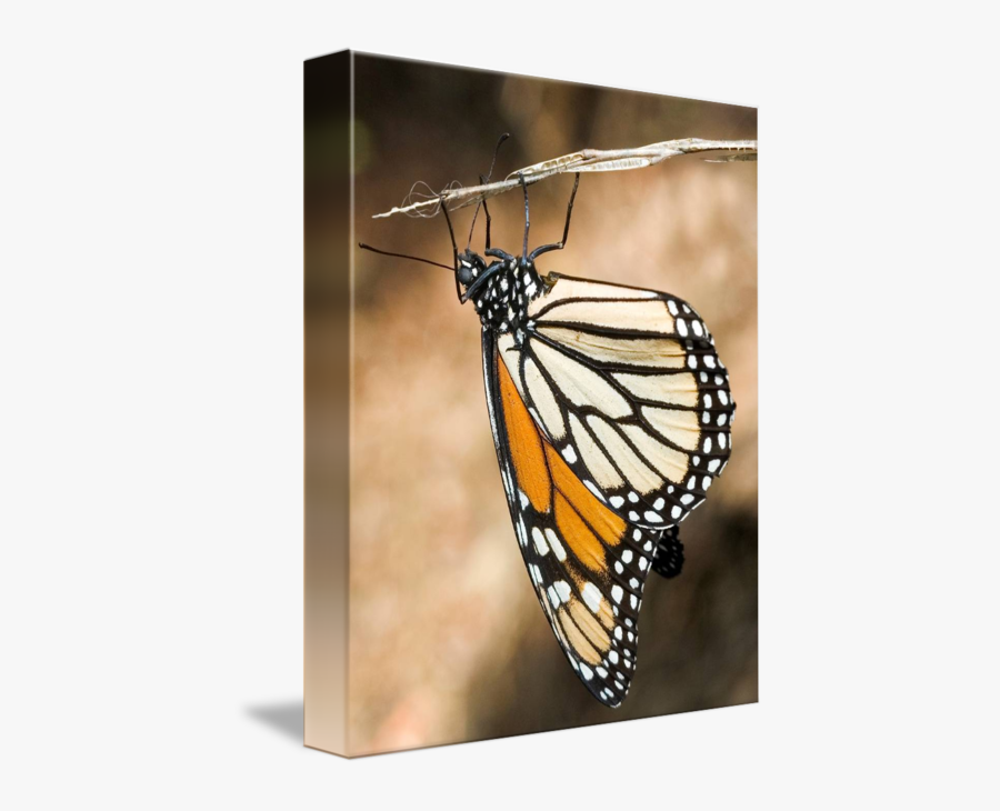 Clip Art Butterfly Closeup - Monarch Butterfly, Transparent Clipart