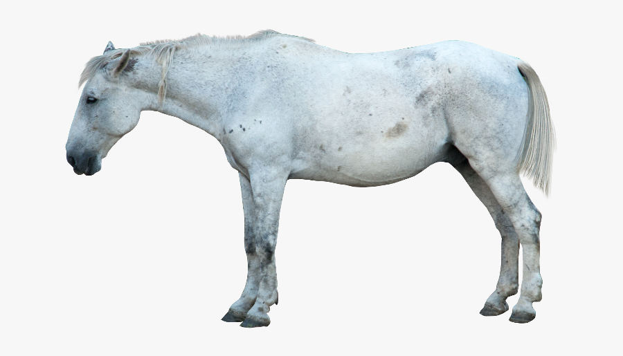 Transparent White Horse Png, Transparent Clipart