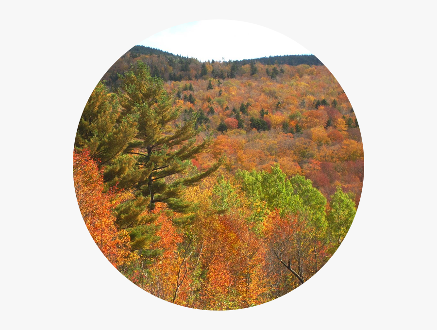 Clip Art Fall Landscapes - Autumn, Transparent Clipart