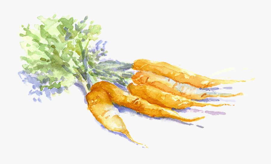 Watercolor Carrot - Drawn Carrot Transparent Background, Transparent Clipart