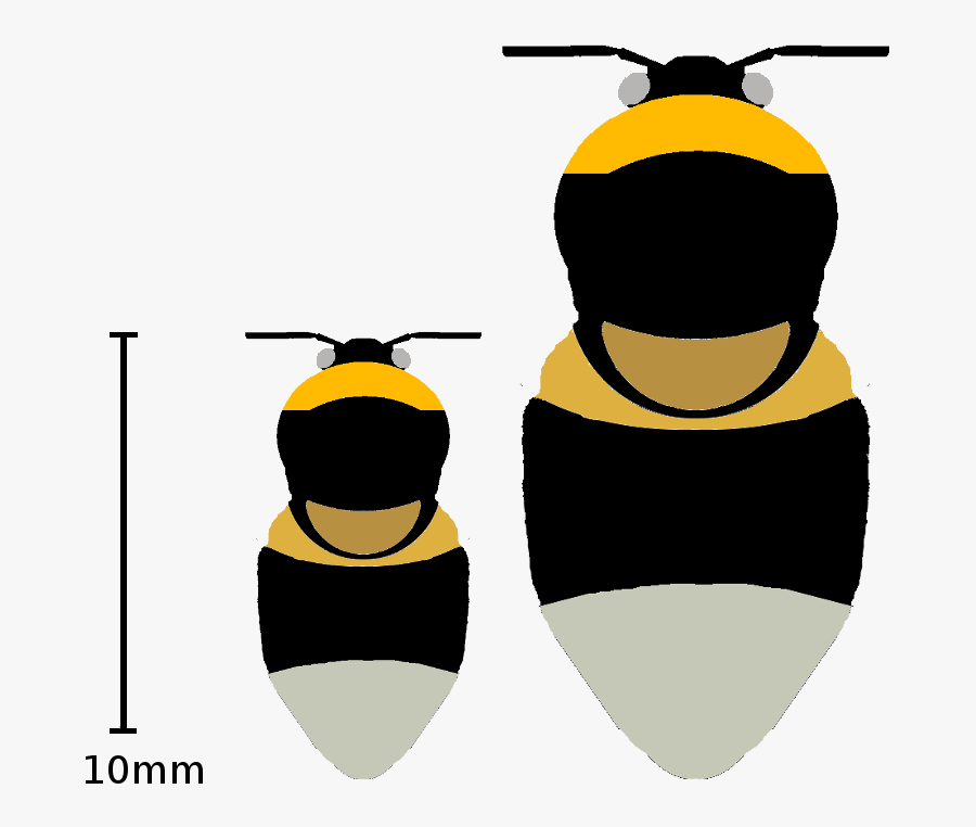 Big Bumblebee New Zealand Bee, Transparent Clipart