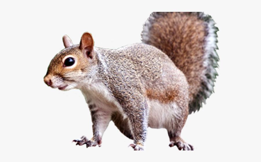 Gray Squirrel Clipart Transparent Background - Squirrel Clip Art Free, Transparent Clipart