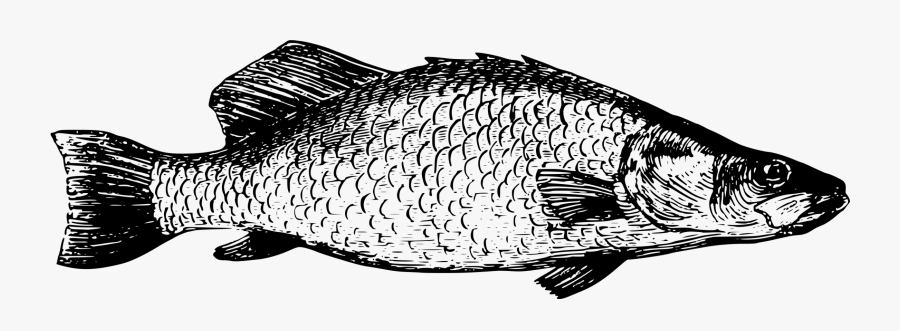 Fresh Water, Transparent Clipart