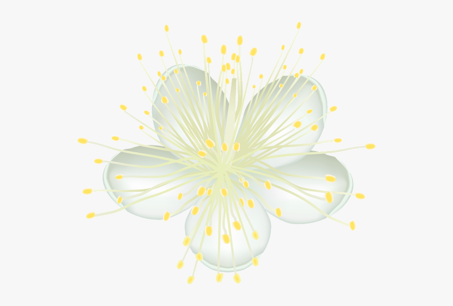 White Flower Png, White Flowers, Flower Power, Clip - Caper Family, Transparent Clipart