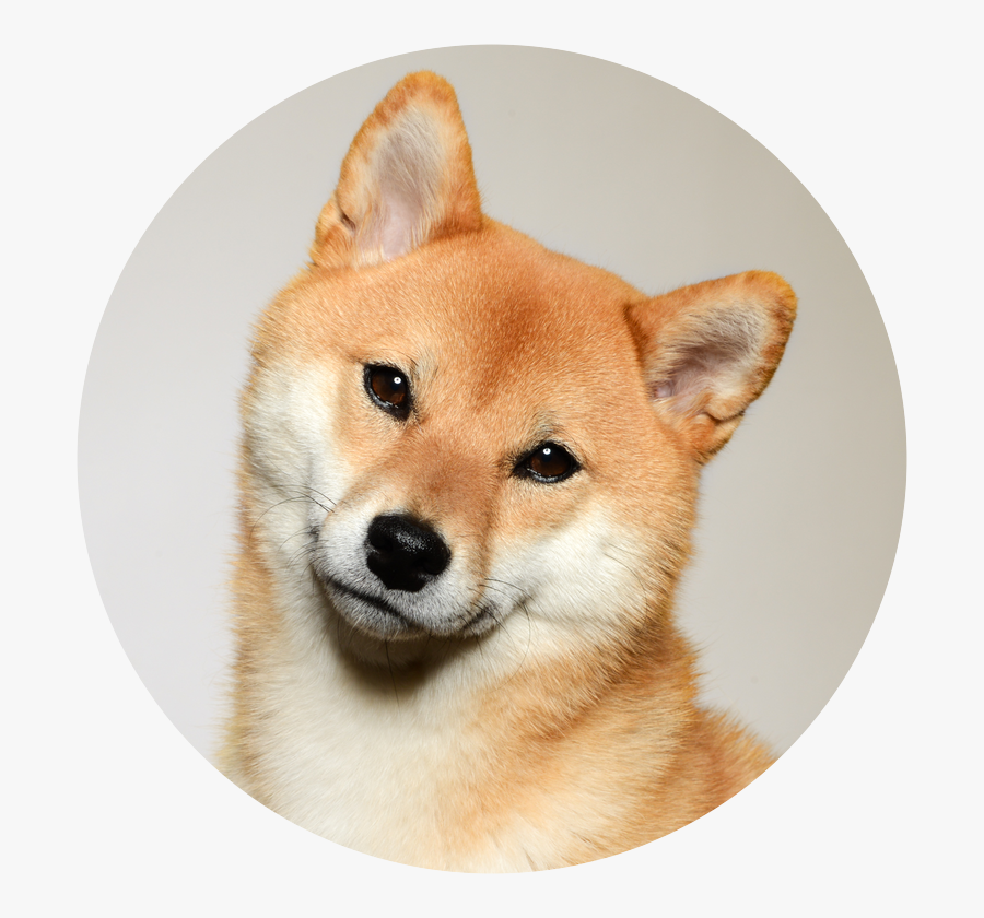 Transparent Shiba Inu Clipart - Shiba Inu Transparent Cartoon, Transparent Clipart