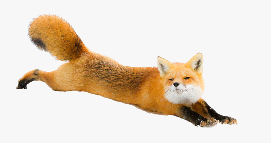 Red Fox Arctic Fox Dog Silver Fox - Transparent Background Fox Png, Transparent Clipart