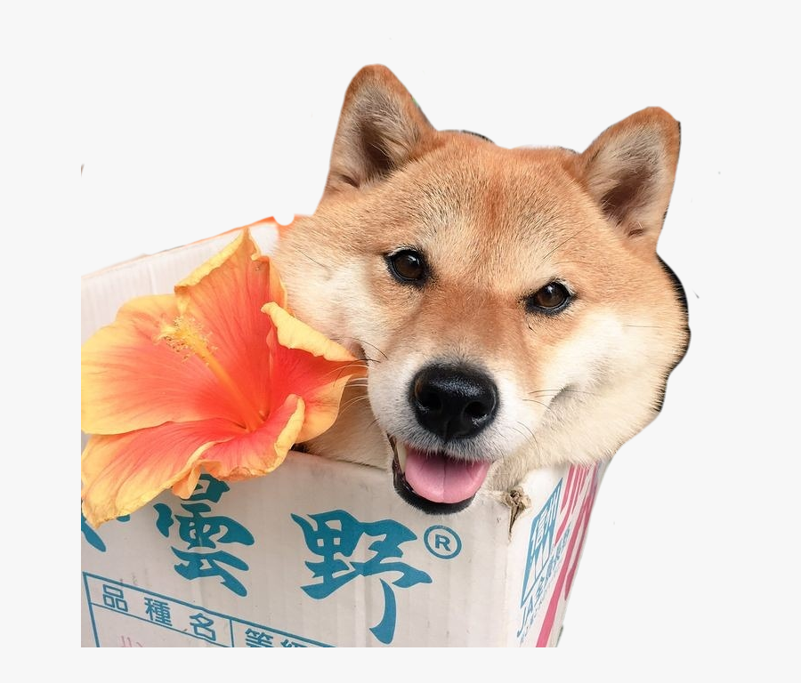 Transparent Shiba Inu Png - Shiba Inu Transparent, Transparent Clipart