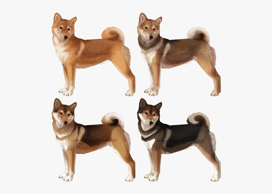 Shiba Inu Differentes Couleurs - Furry Paws Shiba Inu, Transparent Clipart