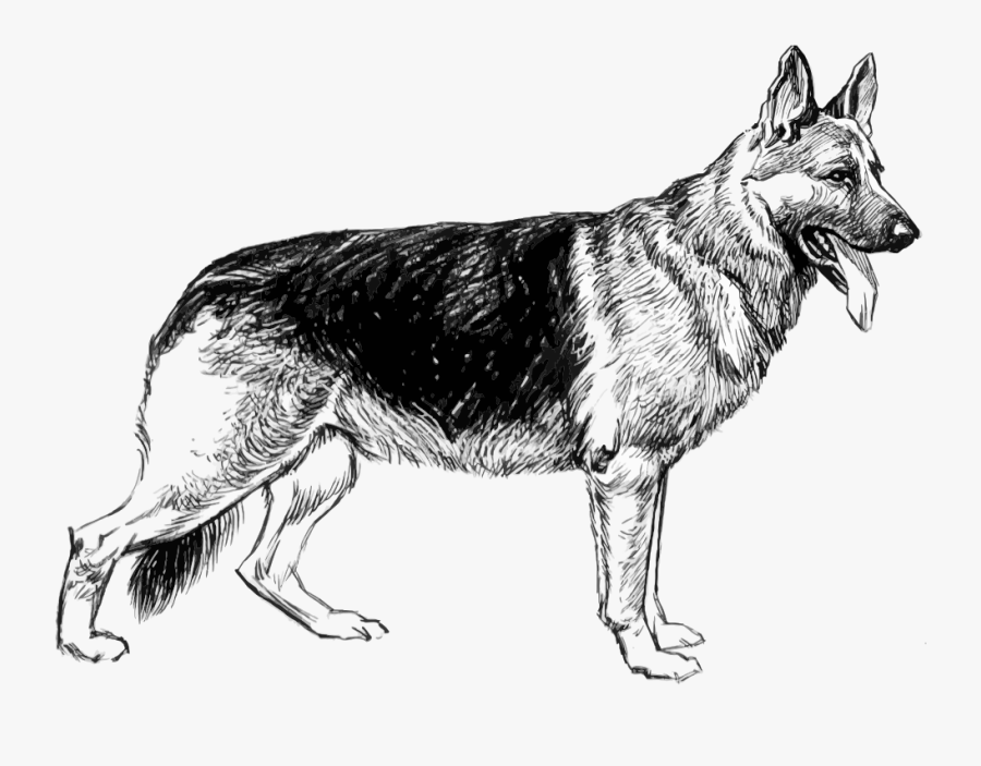 German Shepherd Sketch - German Shepherd Black And White, Transparent Clipart