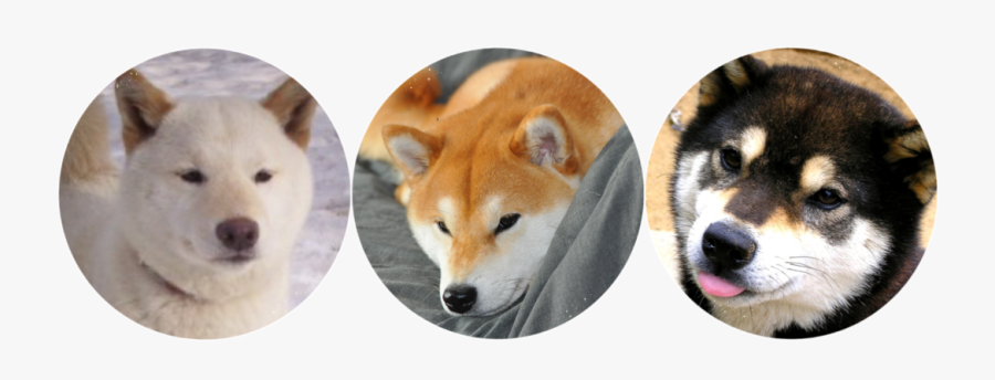 Transparent Shiba Inu Png - Shibe Drawing Transparent, Transparent Clipart