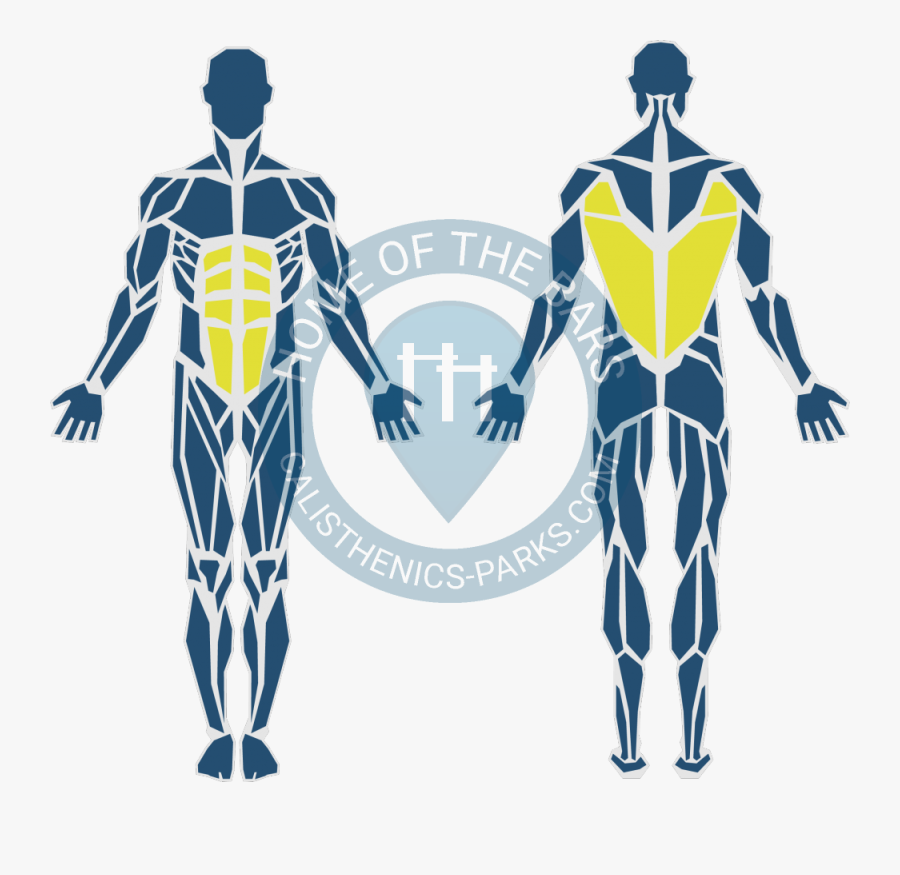 Muskeln Werden Bei Liegestütze Beansprucht, Transparent Clipart