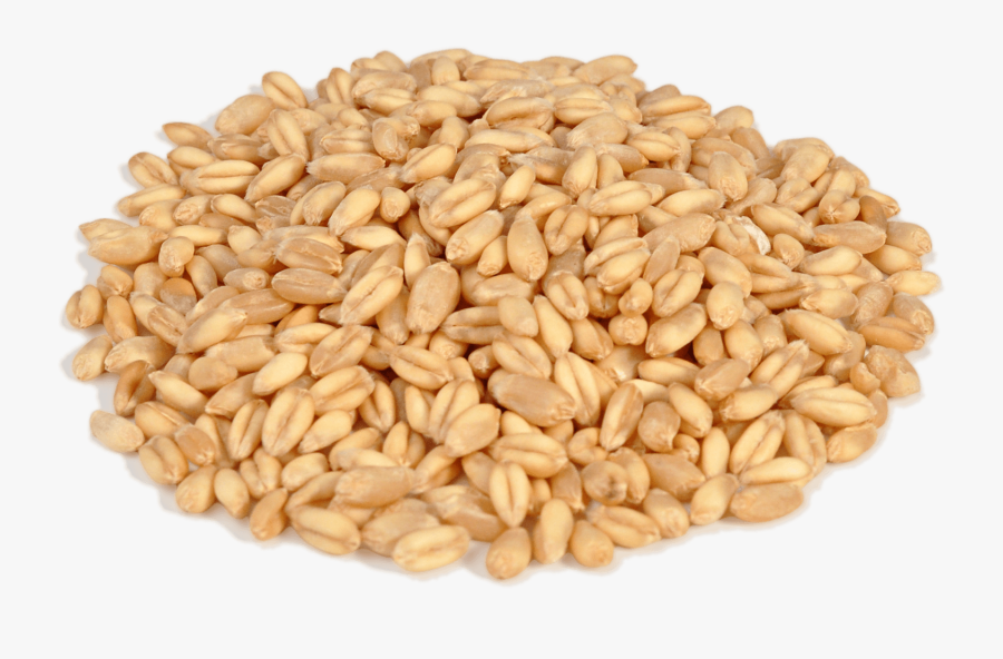 Family,barley,seed,whole Grain,food - Wheat Seeds Clipart, Transparent Clipart