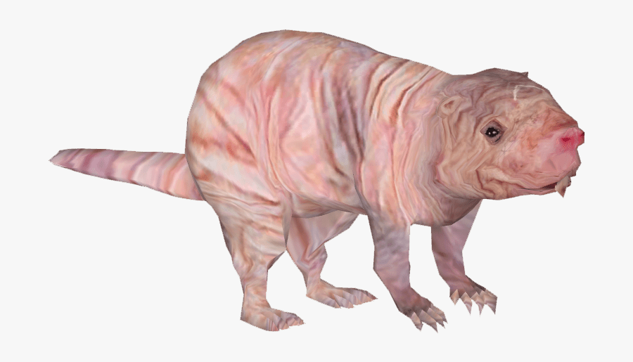 Naked Mole - Naked Mole Rat Transparent, Transparent Clipart