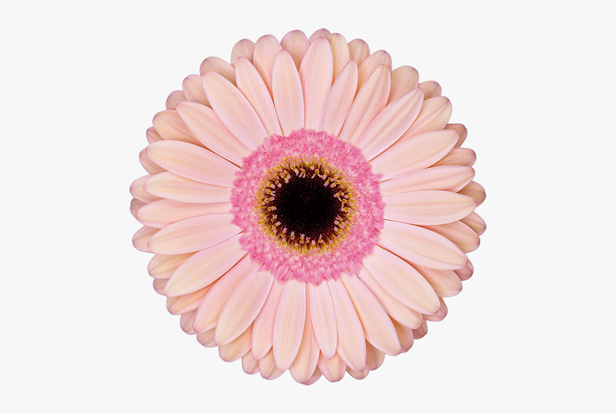 Gerbera Alliance, Transparent Clipart