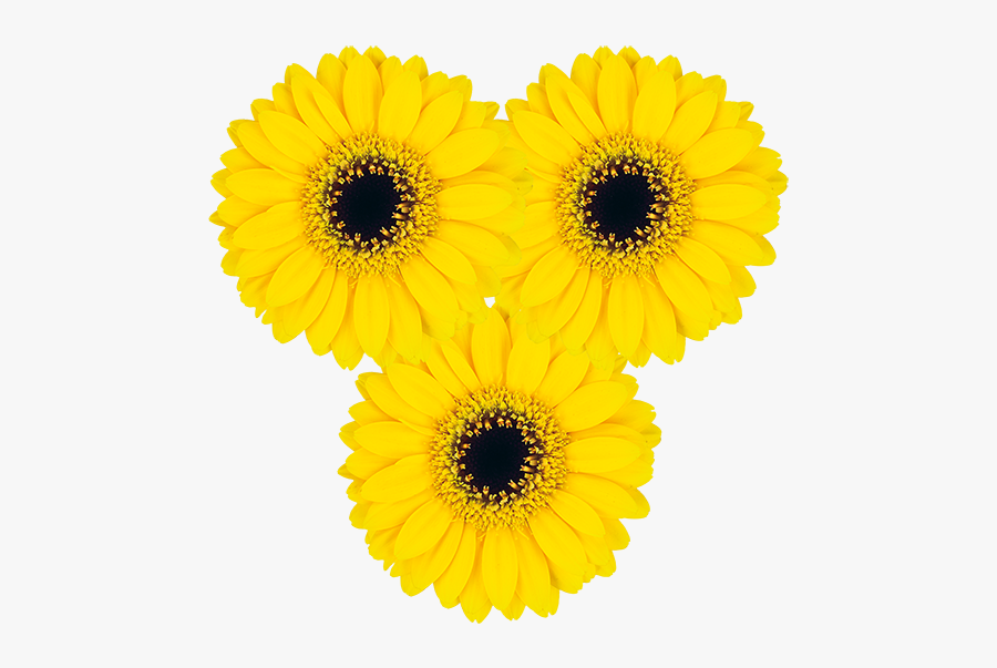 Barberton Daisy, Transparent Clipart