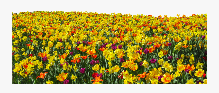 Wildflower Field Transparent Background, Transparent Clipart