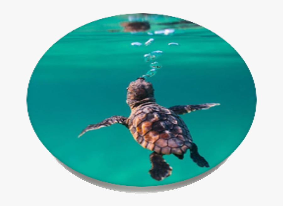 St Jude Children Research Hospital Baby Sea Turtle - Underwater Baby Sea Turtles, Transparent Clipart