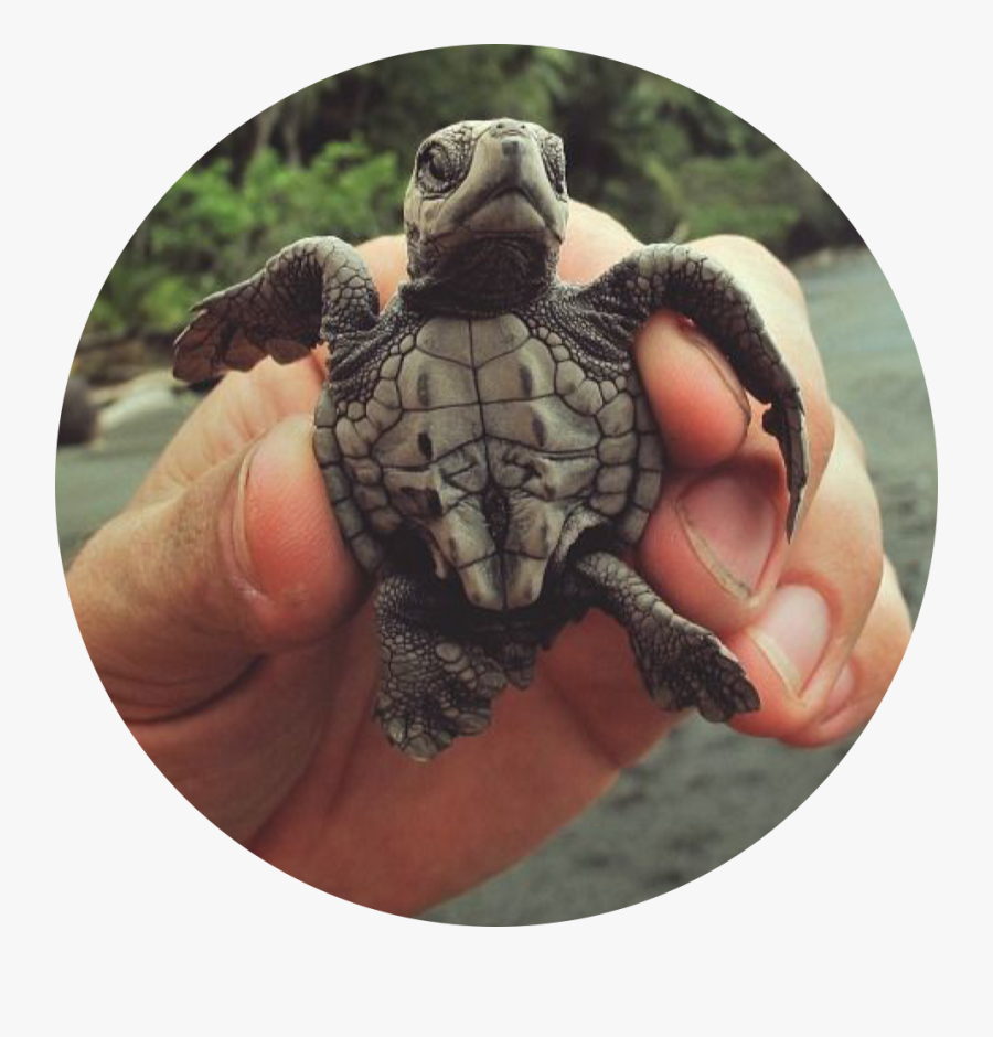 #turtle #bub #baby #babyturtle #animals #babyanimals - Turtle Pet, Transparent Clipart