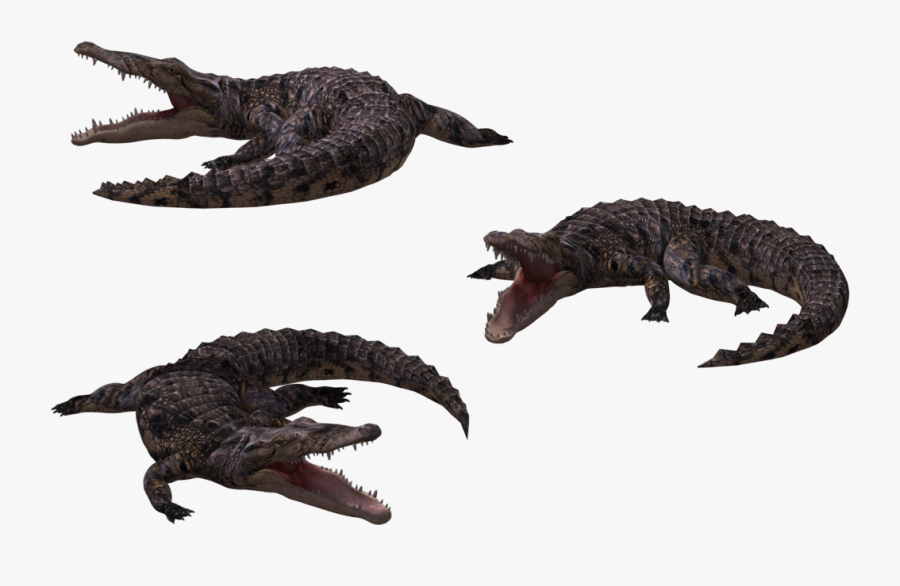 Cocodrilo 3d Png, Transparent Clipart