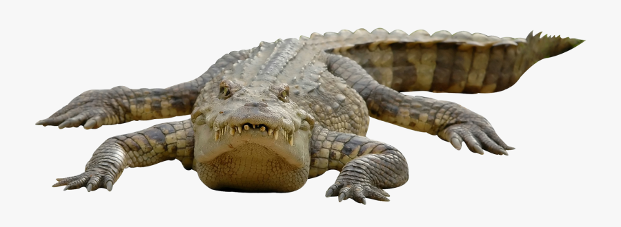 Clip Art Crocodile Chinese Alligator - Crocodile Png, Transparent Clipart