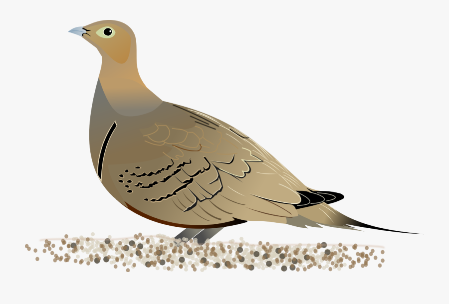 Christian Dove Clipart - Sandgrouse Diagram, Transparent Clipart