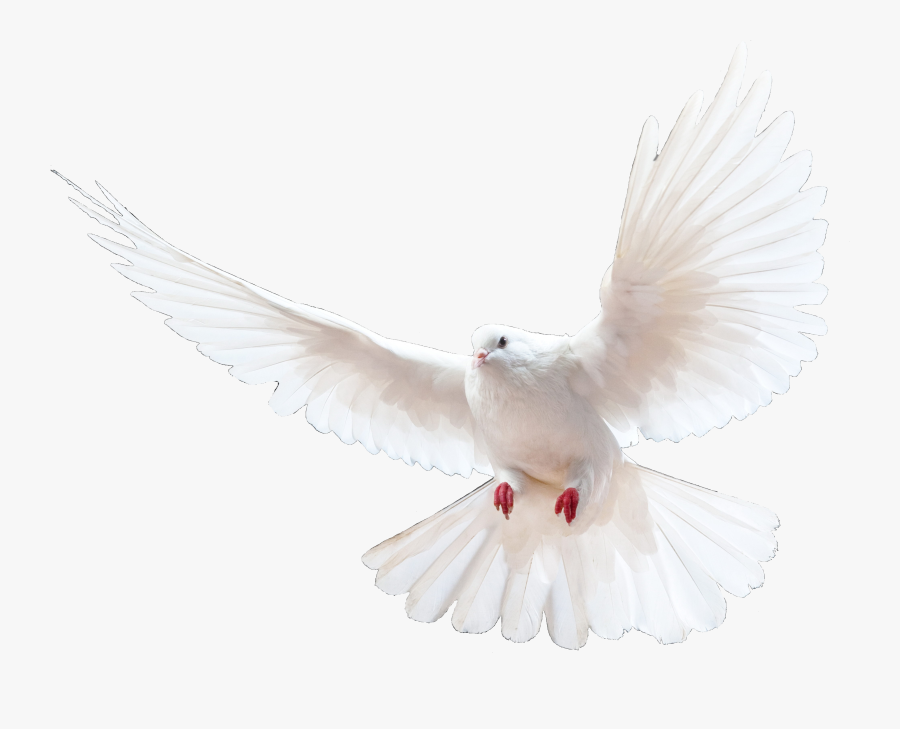 Transparent Christian Dove Png - Flying Pigeon, Transparent Clipart