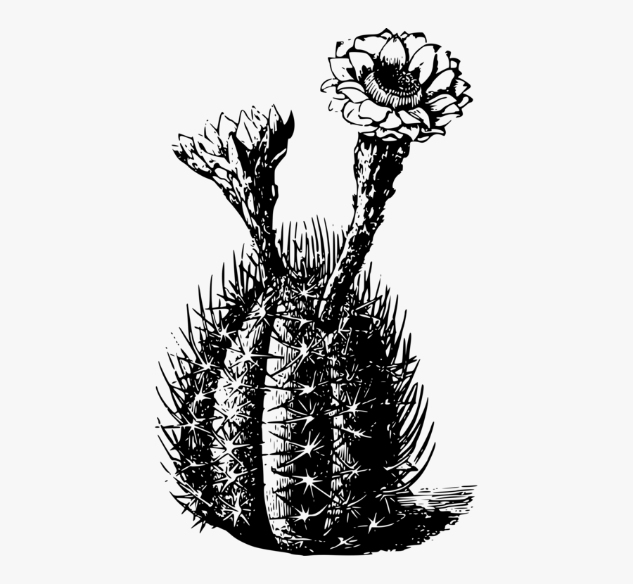 Clip Art Plants With Prickles - Cactus, Transparent Clipart
