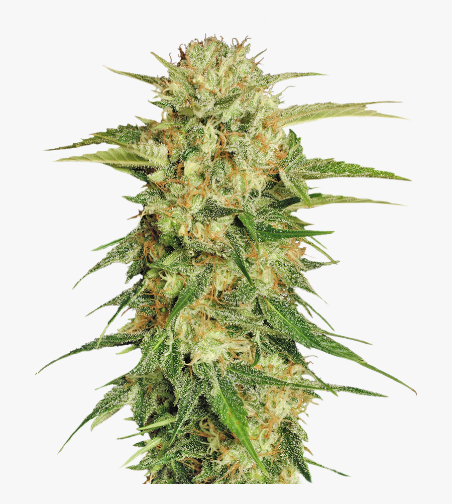 Cannabis Png - Transparent Background Weed Png, Transparent Clipart