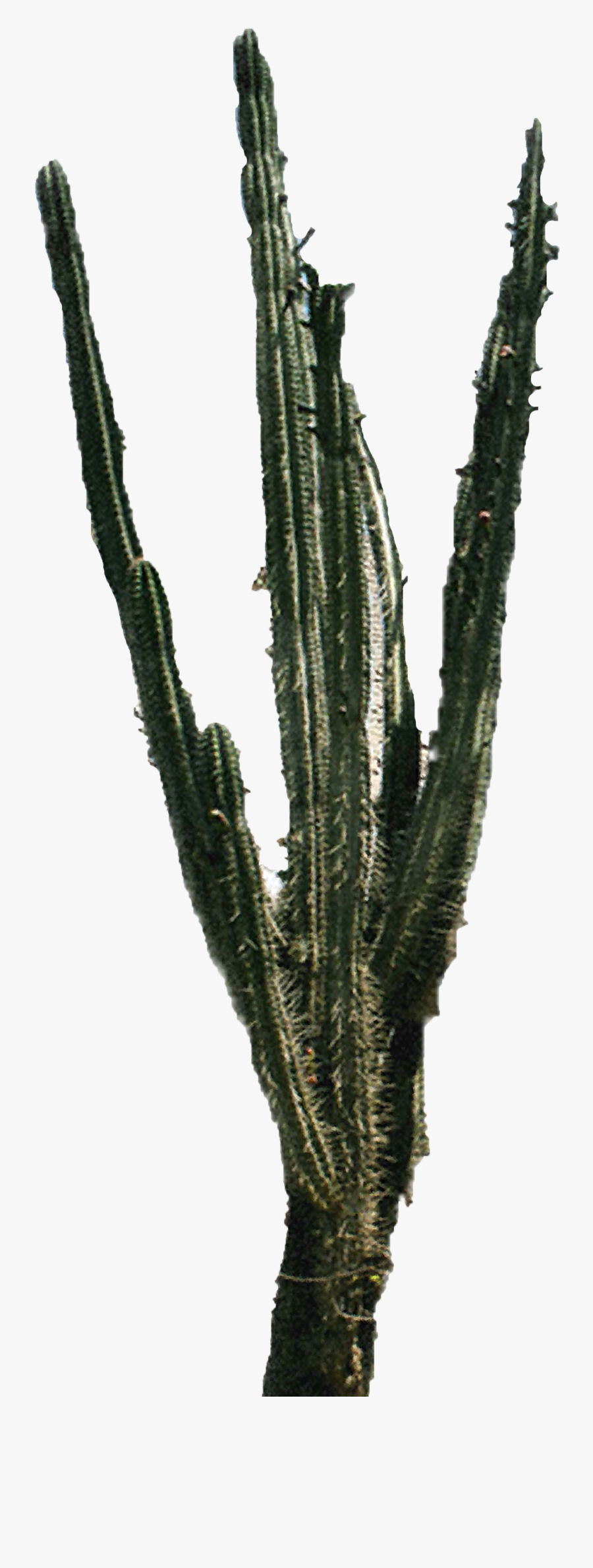 Cactus Png Download Best Cactus Png Clipartmagm - Cactus Plant Image Png, Transparent Clipart
