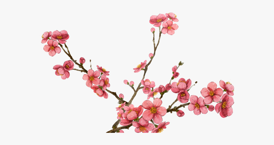 Plum Blossom Transparent Background, Transparent Clipart