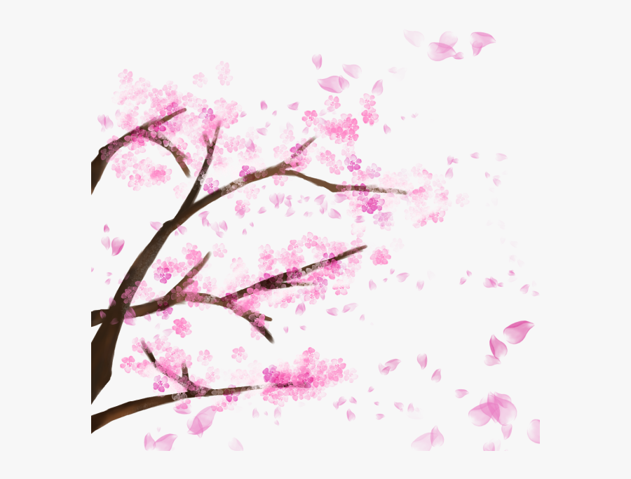 Blooming Cherry Tree, Cherry Blossom，sakura, Cherry, - Cherry Blossom Tree Transparent, Transparent Clipart