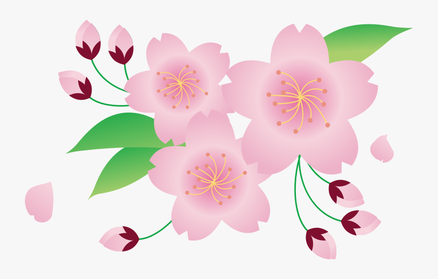 Sakura Flower Clip Art, Transparent Clipart