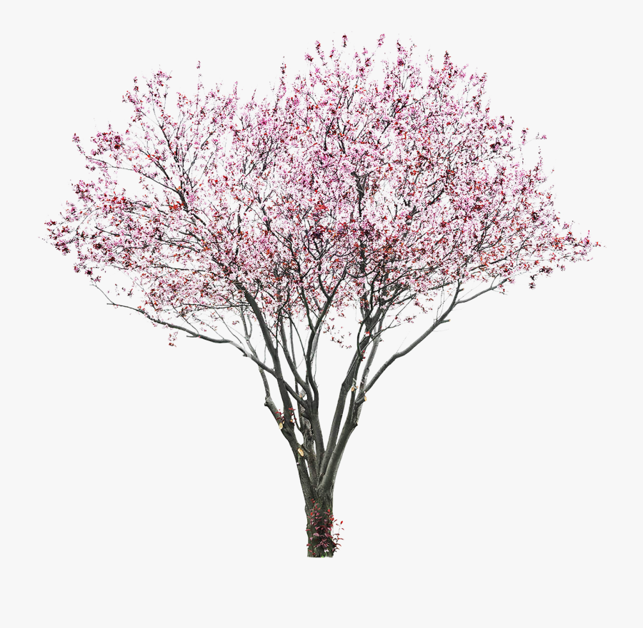 Sakura Png, Transparent Clipart