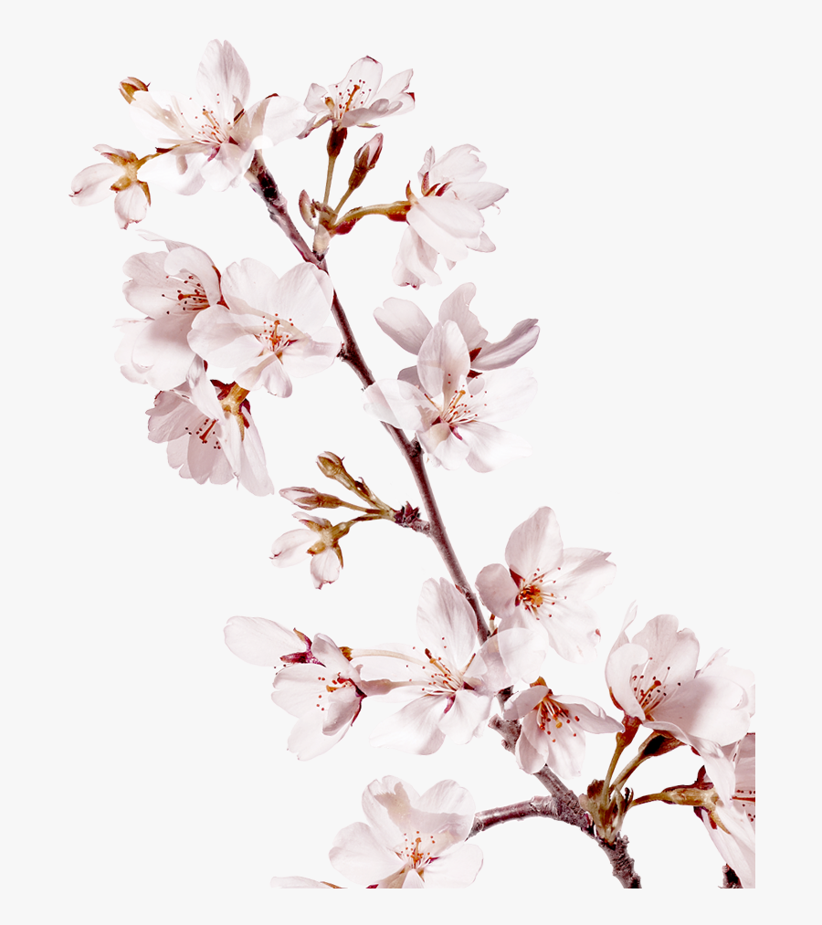 Clip Art Transparent Huge Freebie - Transparent Cherry Blossom Branch Png, Transparent Clipart