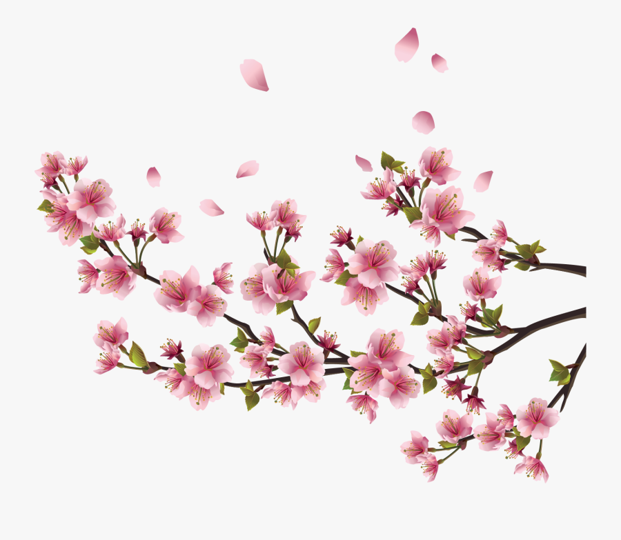 Sakura Png Free Background - Cherry Blossom Branch Border, Transparent Clipart