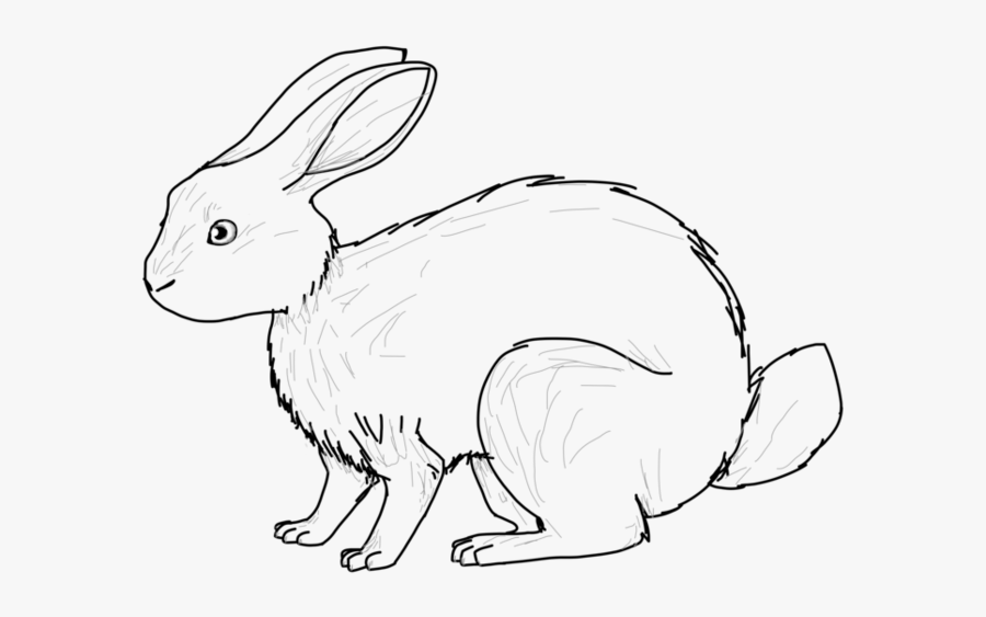 Hare Line Drawing - Domestic Rabbit, Transparent Clipart
