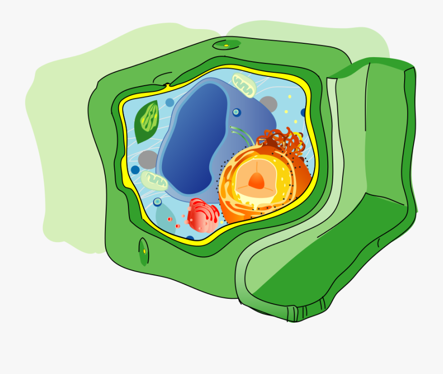 Plant Cell Structure No Text-2 - Plant Cell Diagram , Free Transparent