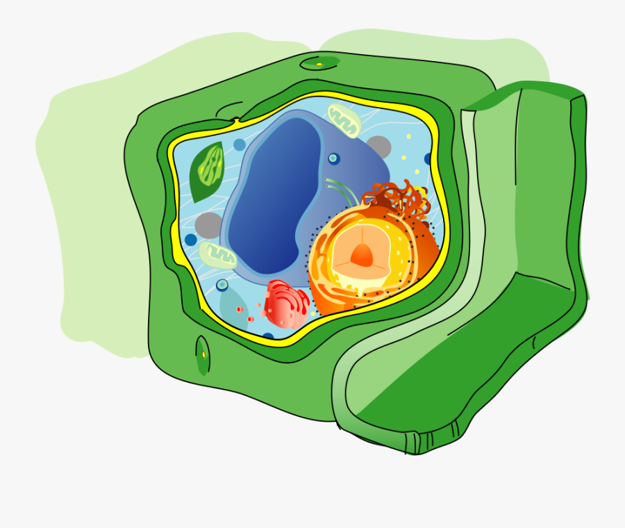Оболочка клетки растений и животных. Вакуоль растительной клетки. plant cell vacuole. стенка клетки растительной клетки. вакуоль в растительной и животной клетки.