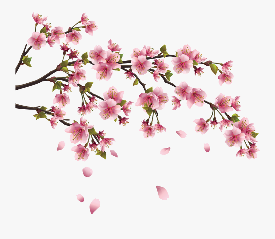 Cherry Blossom Chinese Flower Drawing , Free Transparent Clipart
