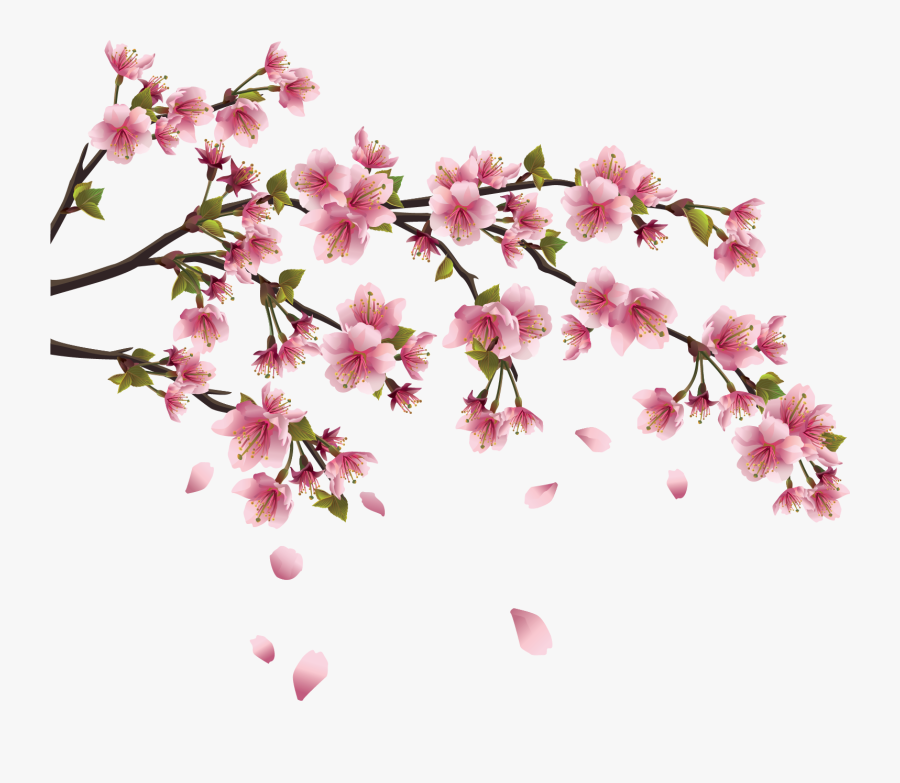 Cherry Blossom Chinese Flower Drawing, Transparent Clipart