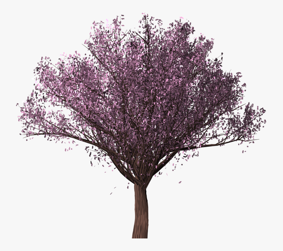 Transparent Cherry Blossom Tree Png - Ciliegio Png, Transparent Clipart