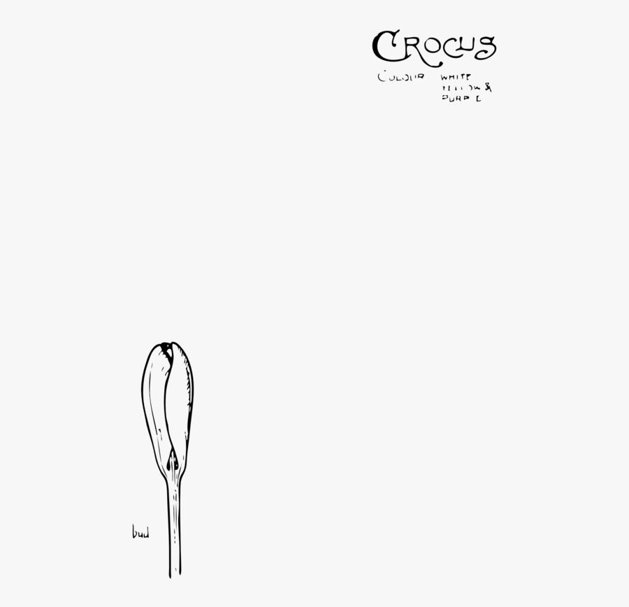 Free Crocus - Словарь Русского Языка В 4 Х Т, Transparent Clipart