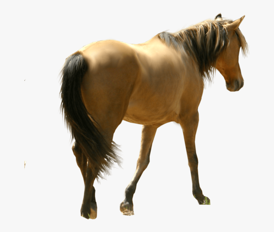 Mini Horse Transparent Background, Transparent Clipart