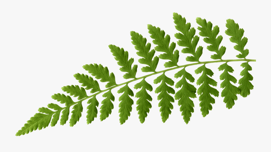 Fern - Illustration, Transparent Clipart