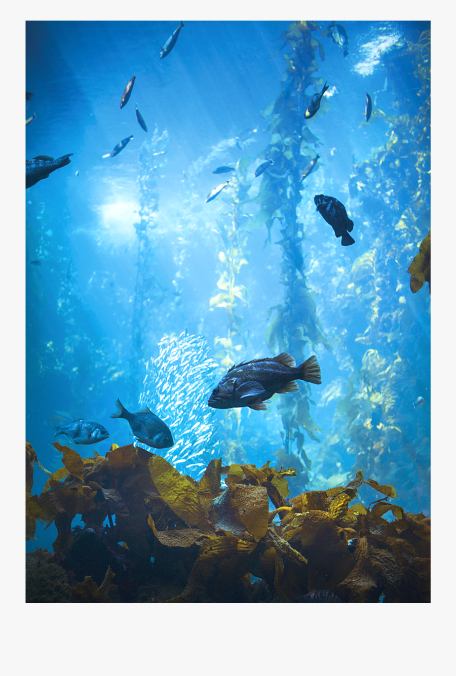 #ftestickers #background #ocean #sea #underwater #fish - Under Water Png, Transparent Clipart