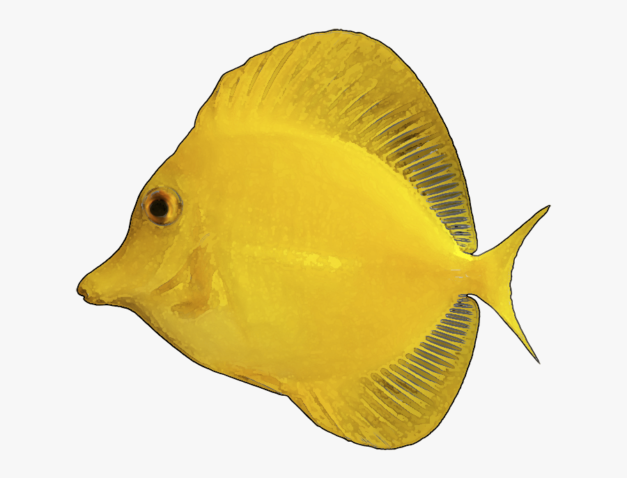 Yellow - Fish - Clip - Art - Transparent Background - Yellow Tang White Background, Transparent Clipart